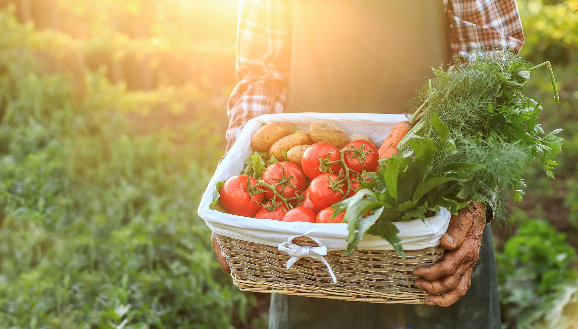 tomates frescos en una cesta