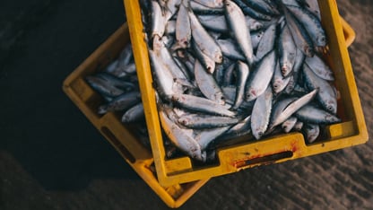 Una caja amarilla llena de peces recién pescados apilada sobre otra caja al aire libre.